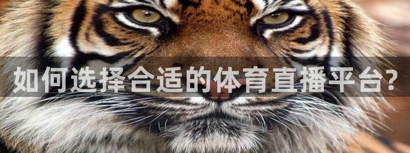 如何选择合适的体育直播平台?