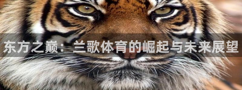 东方之巅：兰歌体育的崛起与未来展望